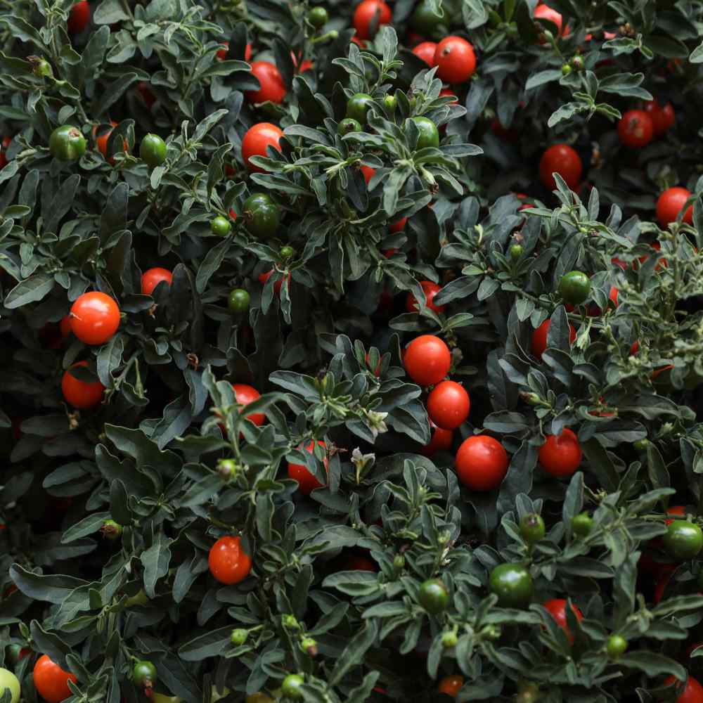 Jerusalem Cherry Garden Plants