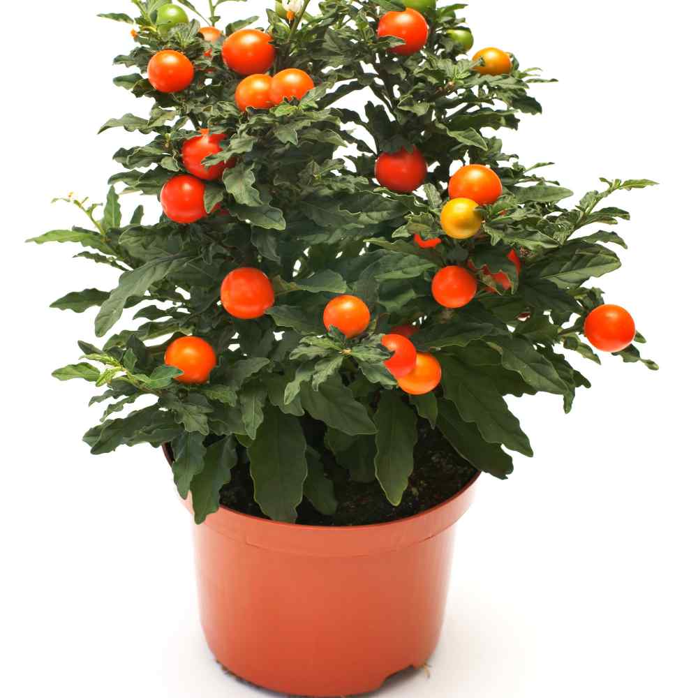 Jerusalem Cherry Plants