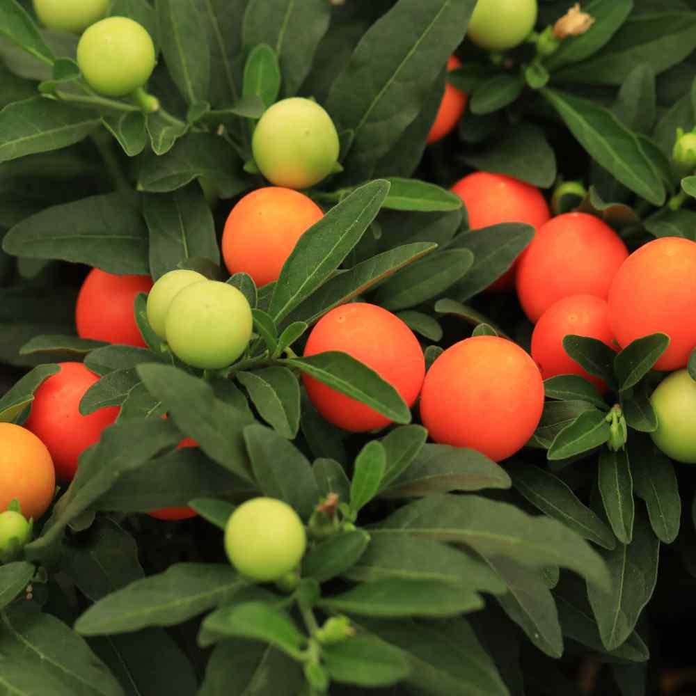 Solanum Pseudocapsicum