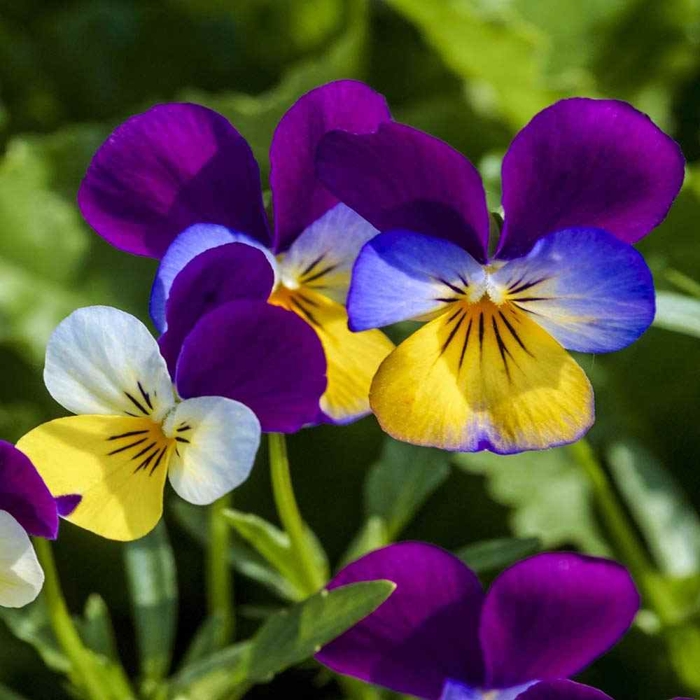 Johnny Jump Up Plants