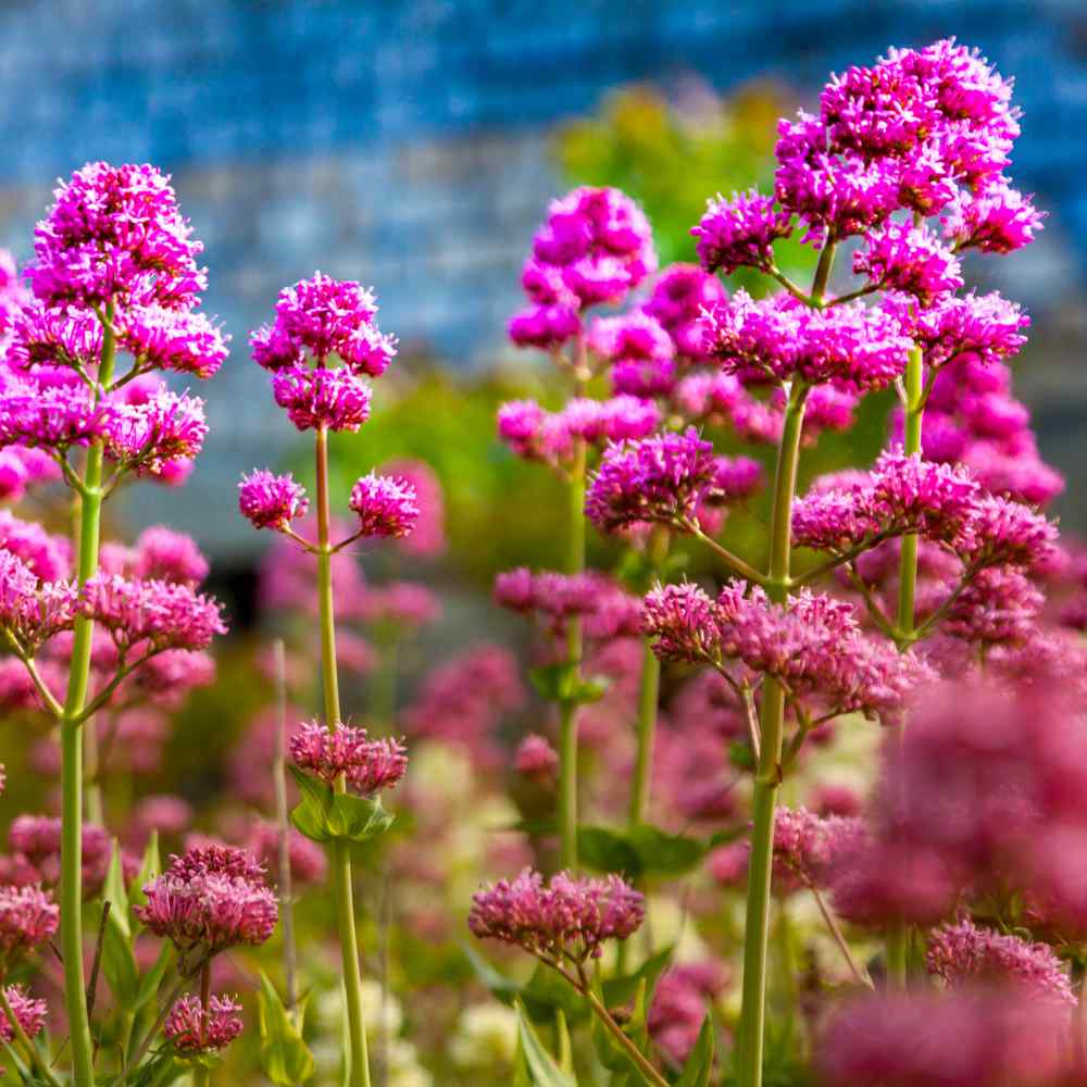 Jupiters Beard Flowers
