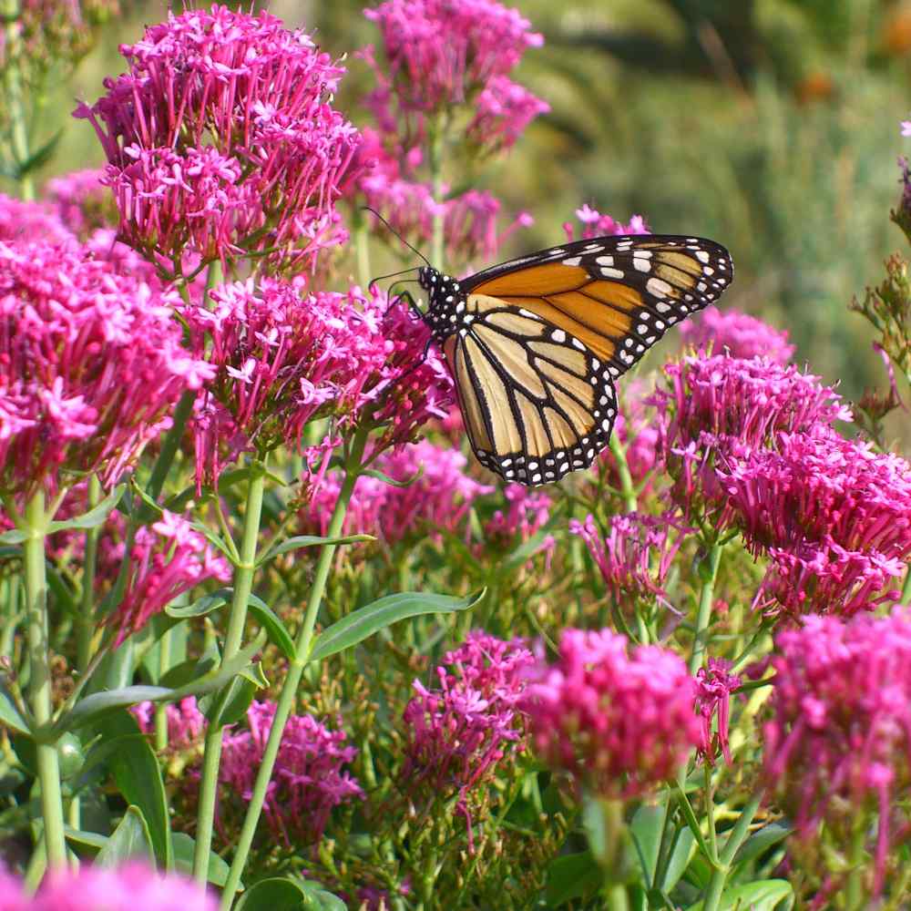 Butterfly On Jupiters Beard Flower