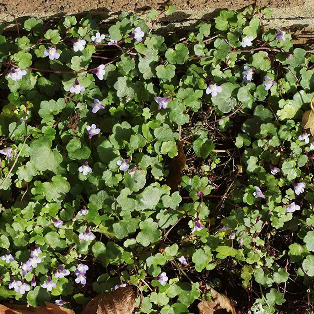 Kenilworth Ivy