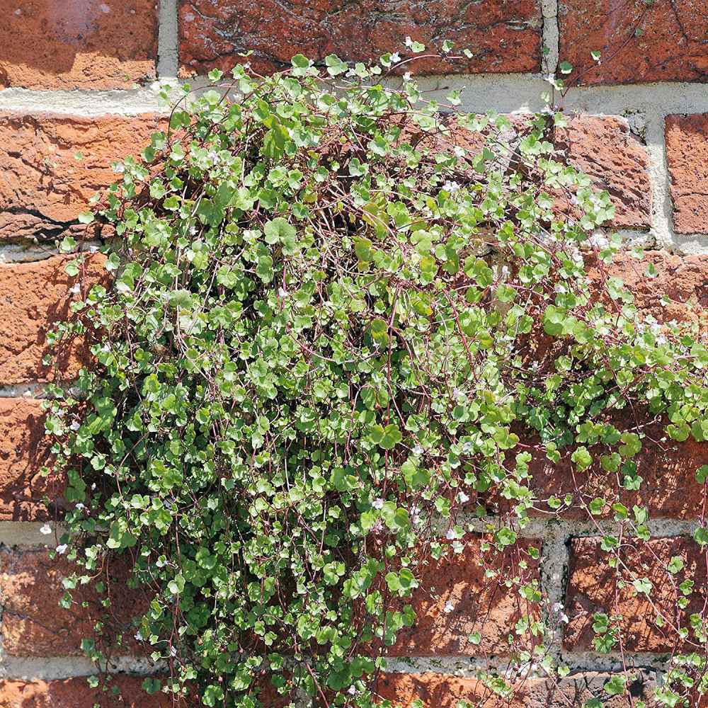 Kenilworth Ivy Ground Cover