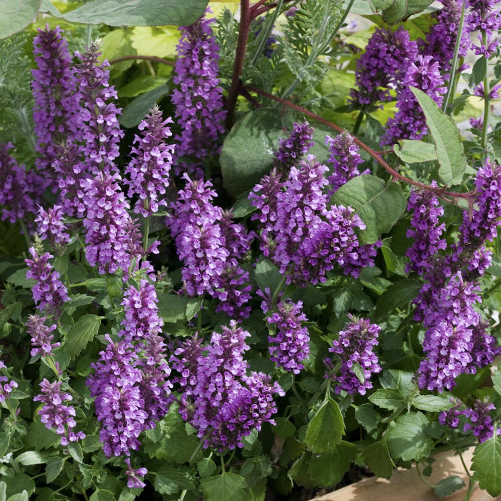 Korean Mint Herbs