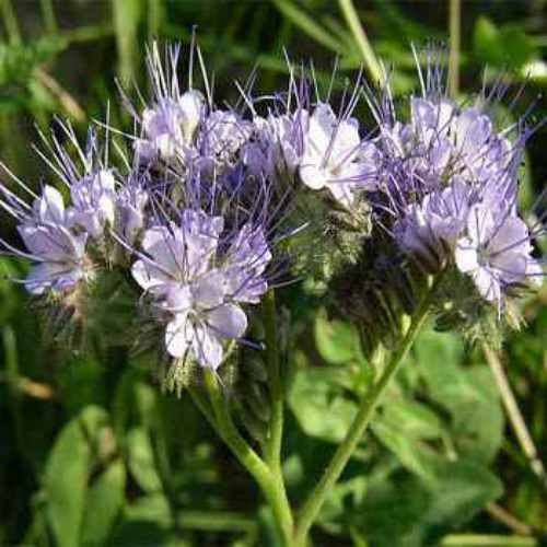 Lacy Phacelia