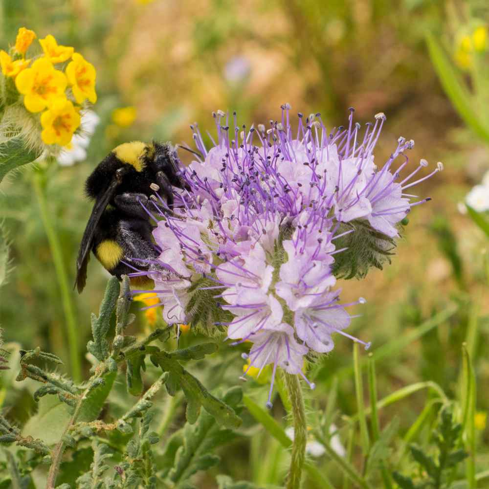 Lacy Phacelia Plant