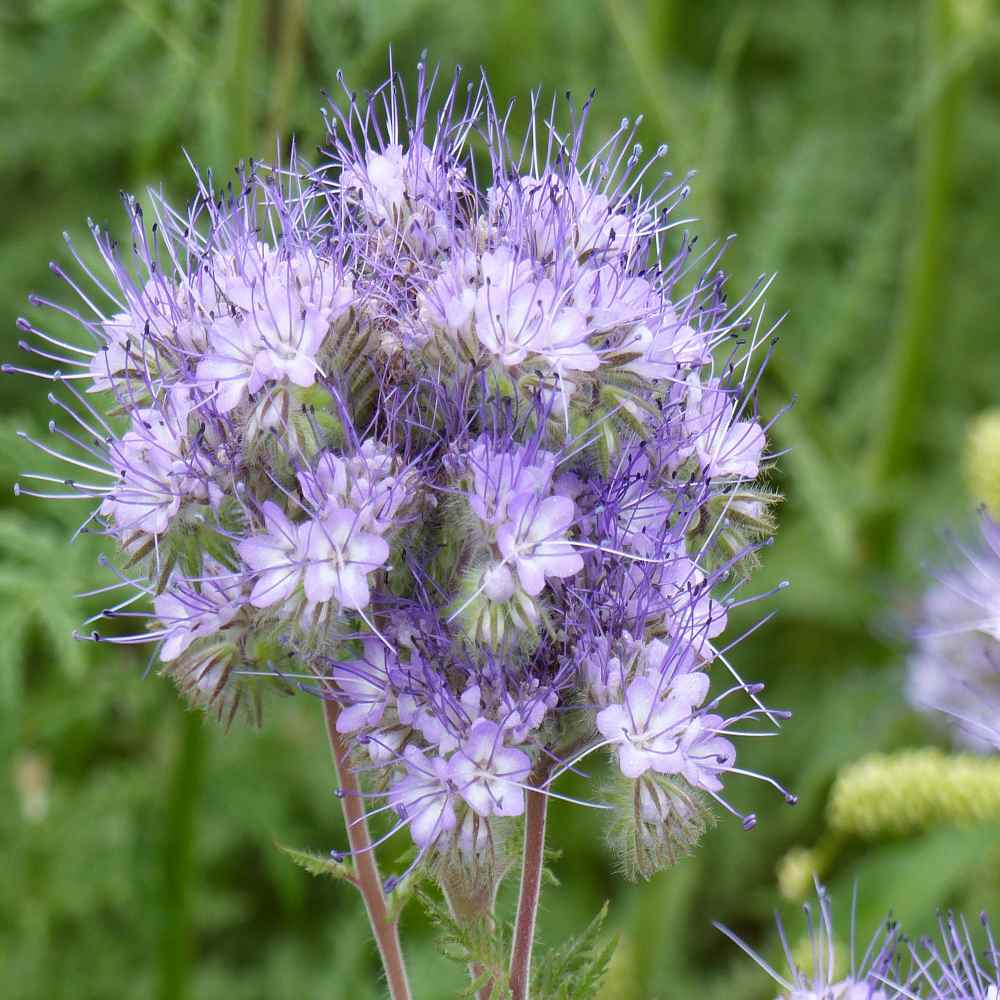 Phacelia Tanacetifolia