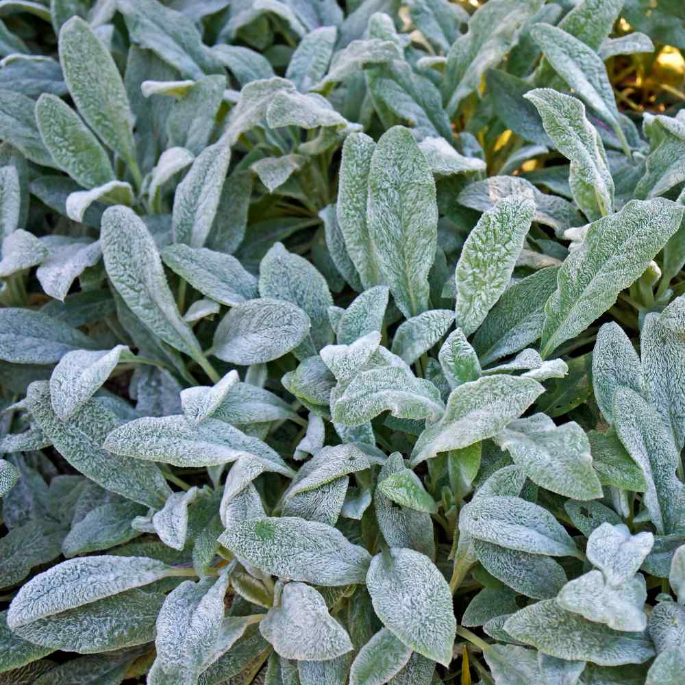 Lamb's Ear Flower Seed
