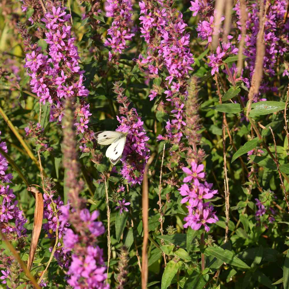 Leadplant Amorpha Canescens