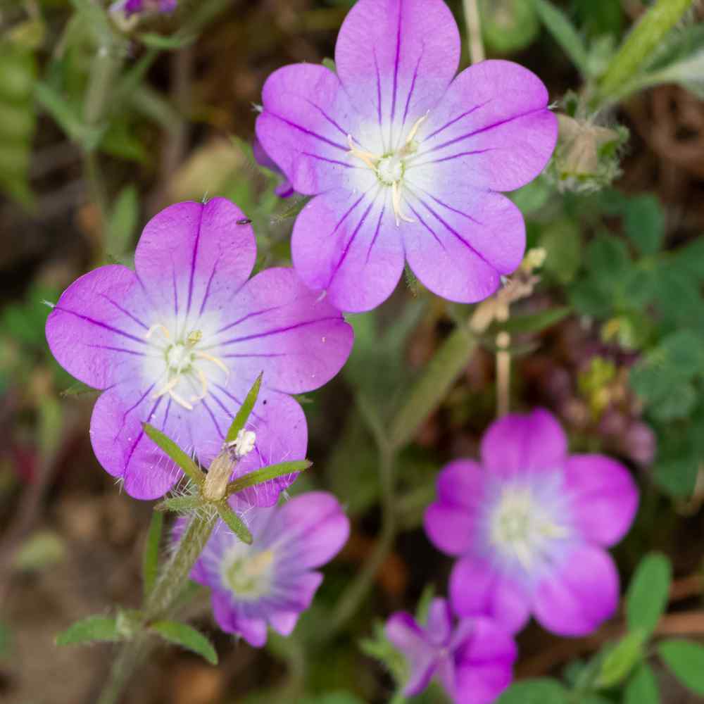 Annual Legousia Blue