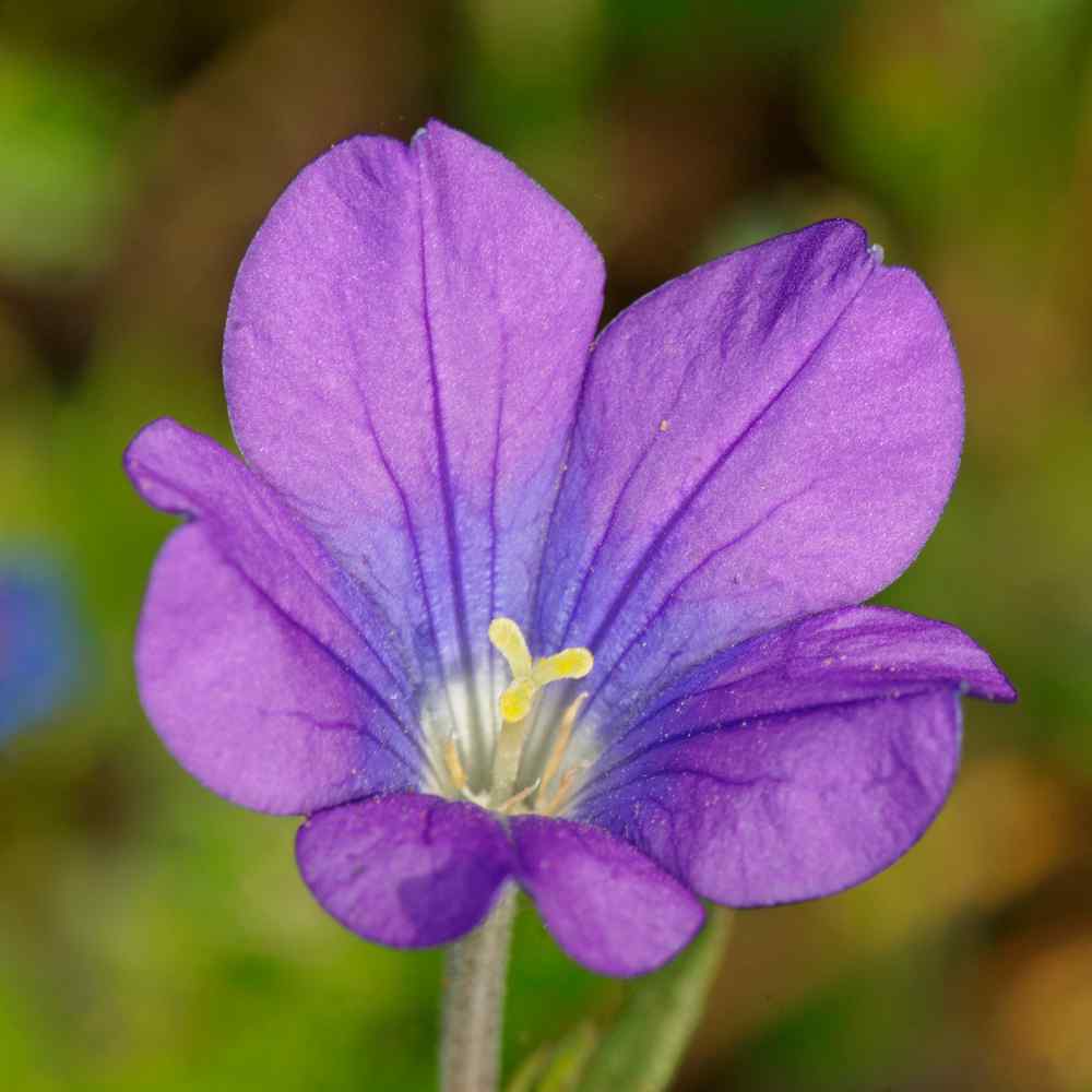 Legousia Blue Plants