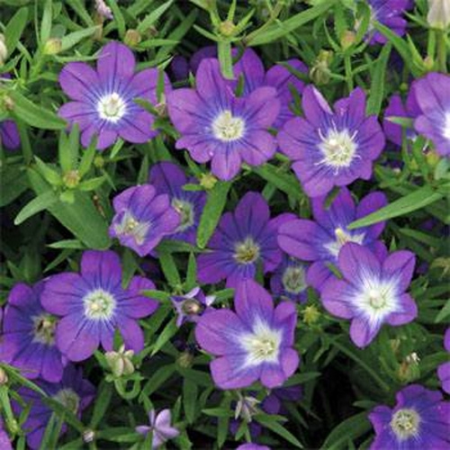 Legousia Blue Flowers