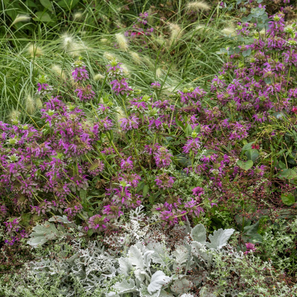 Monarda Citriodora Herbs