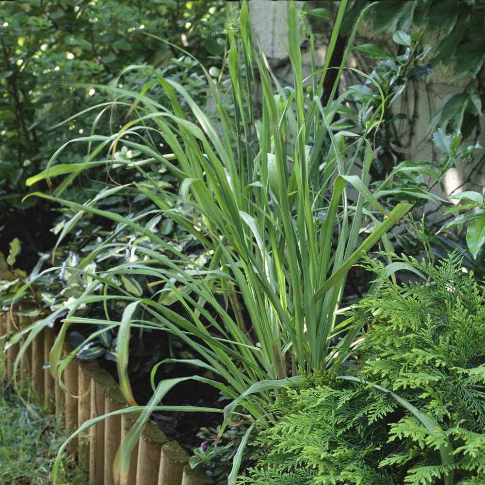 Cymbopogon Citratus Lemon Grass
