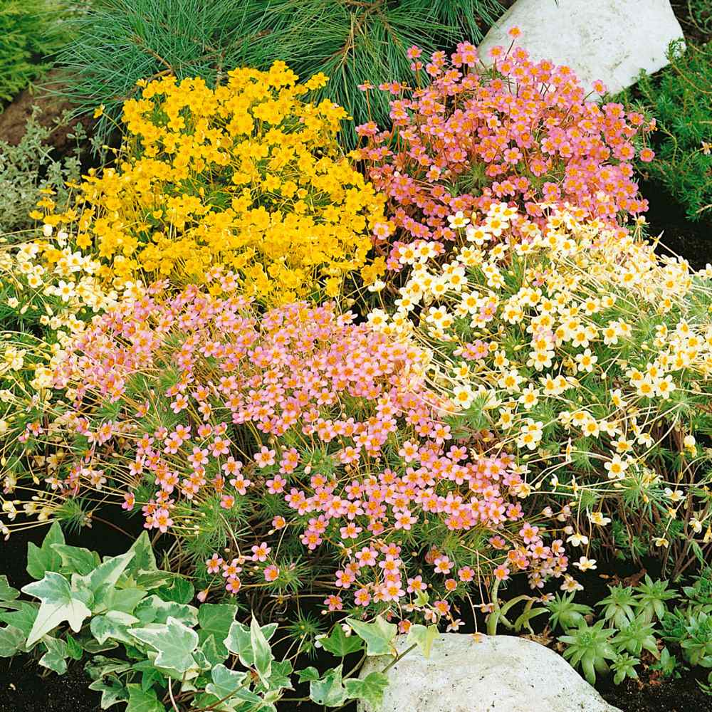 Leptosiphon Garden Flower Mix