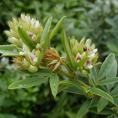 Round Head Bush Clover
