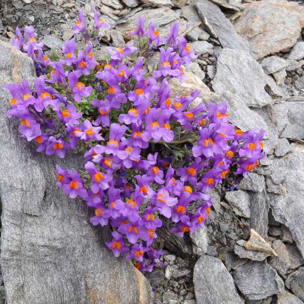 Perennial Alpine Toadflax