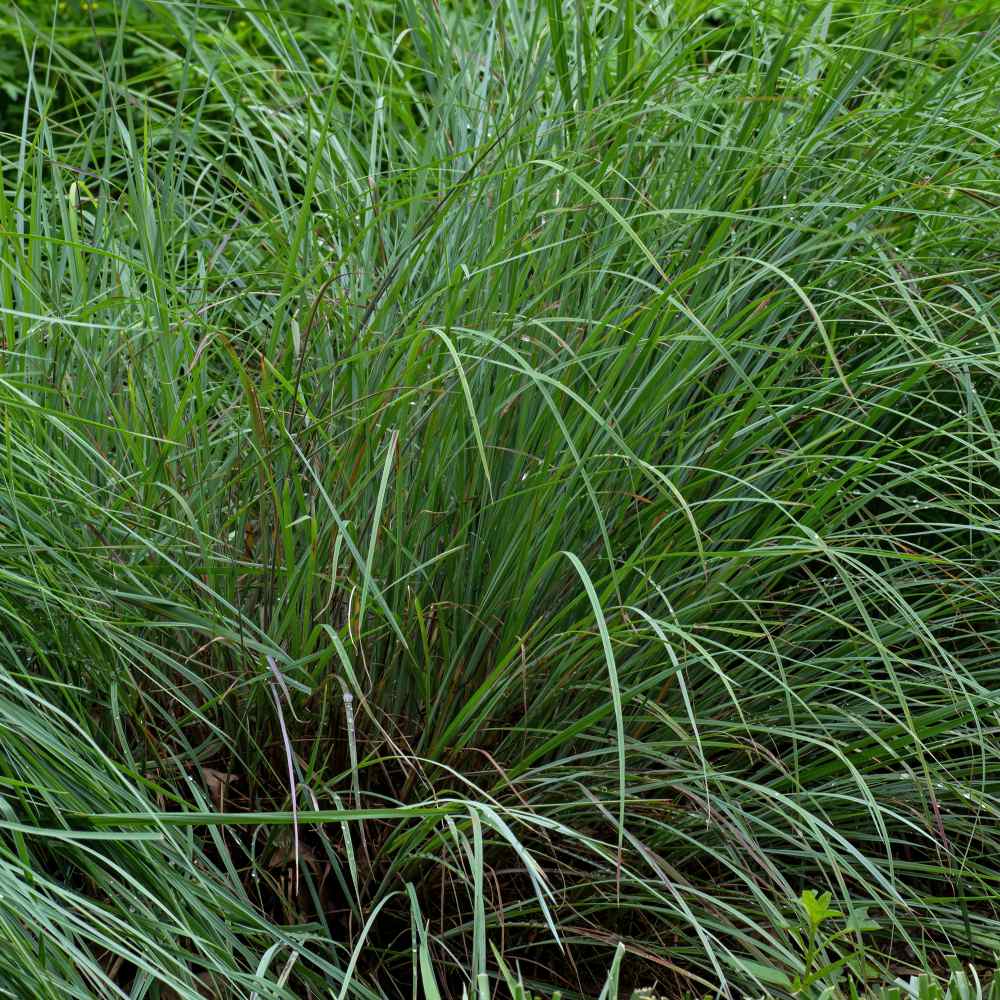Little Bluestem Prairie Grass