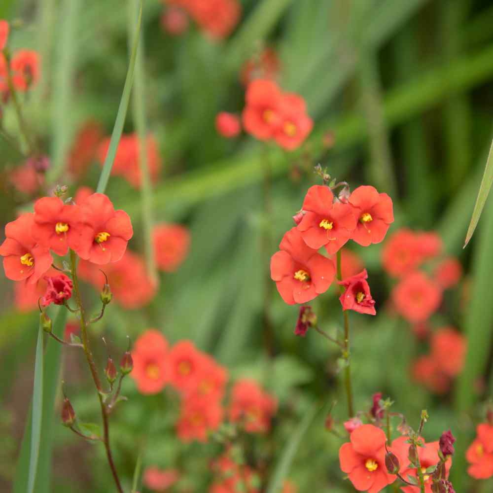 Perennial Mask Flower