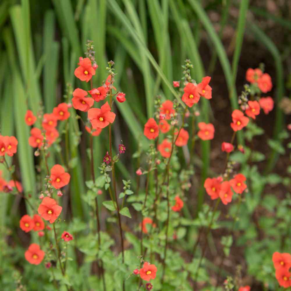 Mask Flower Plants
