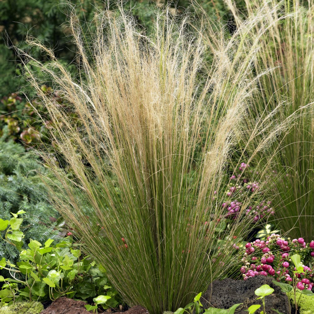 Mexican Feather Grass