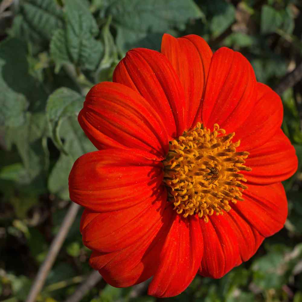 Tithonia Red Torch
