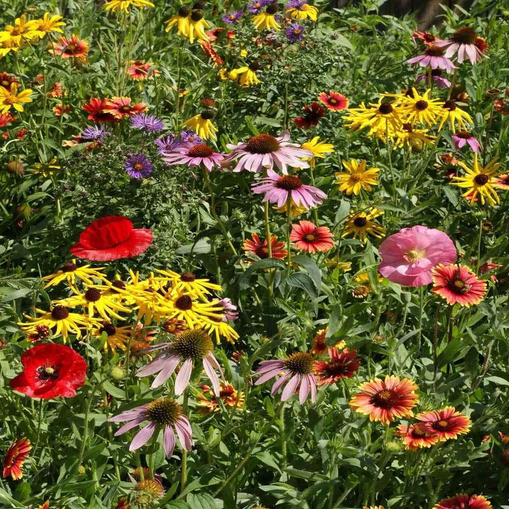 Midwest Wildflowers Seeds