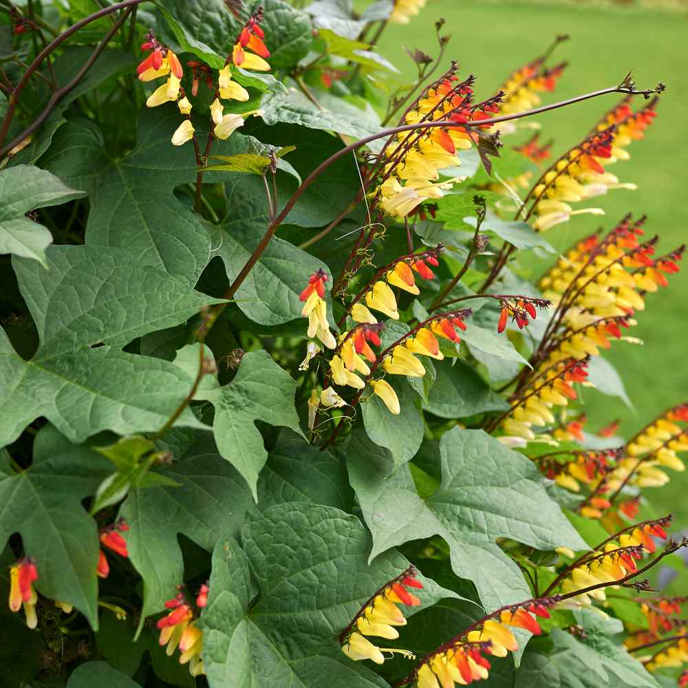 Mina Lobata Vine