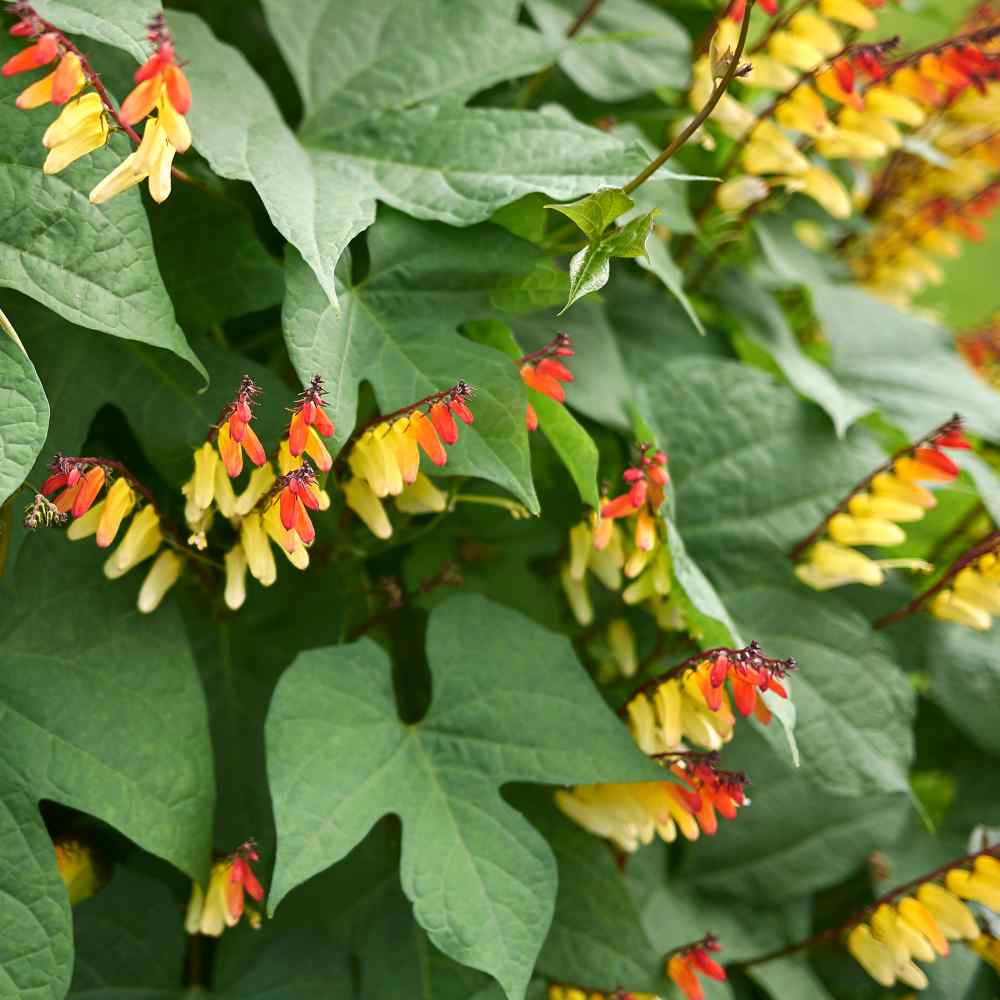 Firecracker Vine
