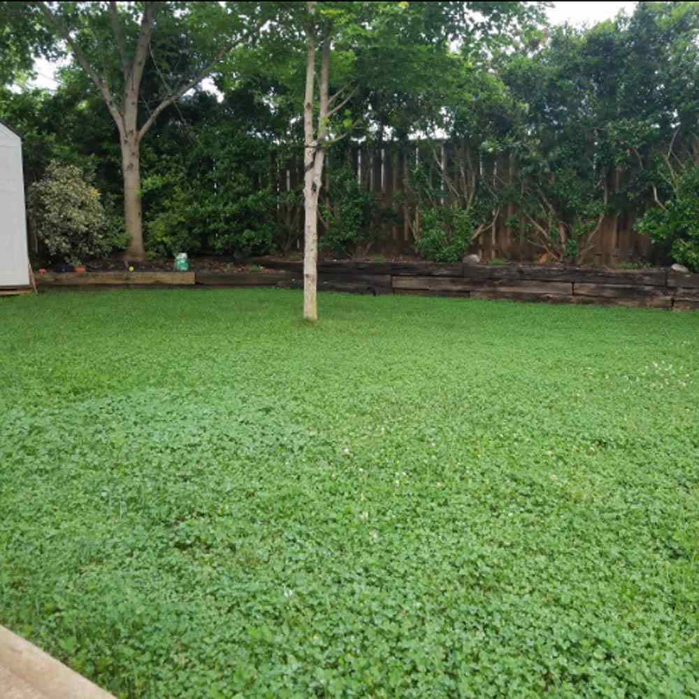 Miniclover Lawn Grass
