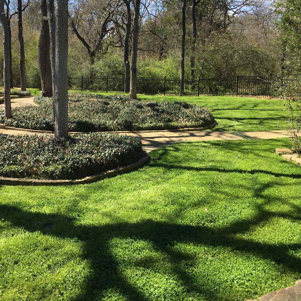 small lawn clover seed