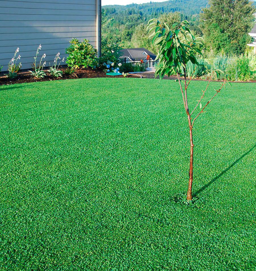 Miniclover Grass Lawn