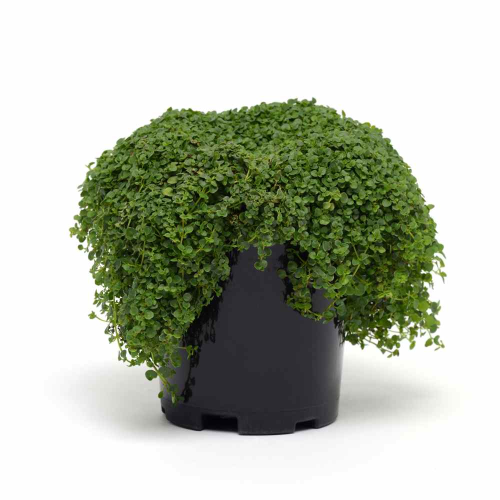 Corsican Mini Mint Ground Cover Seeds