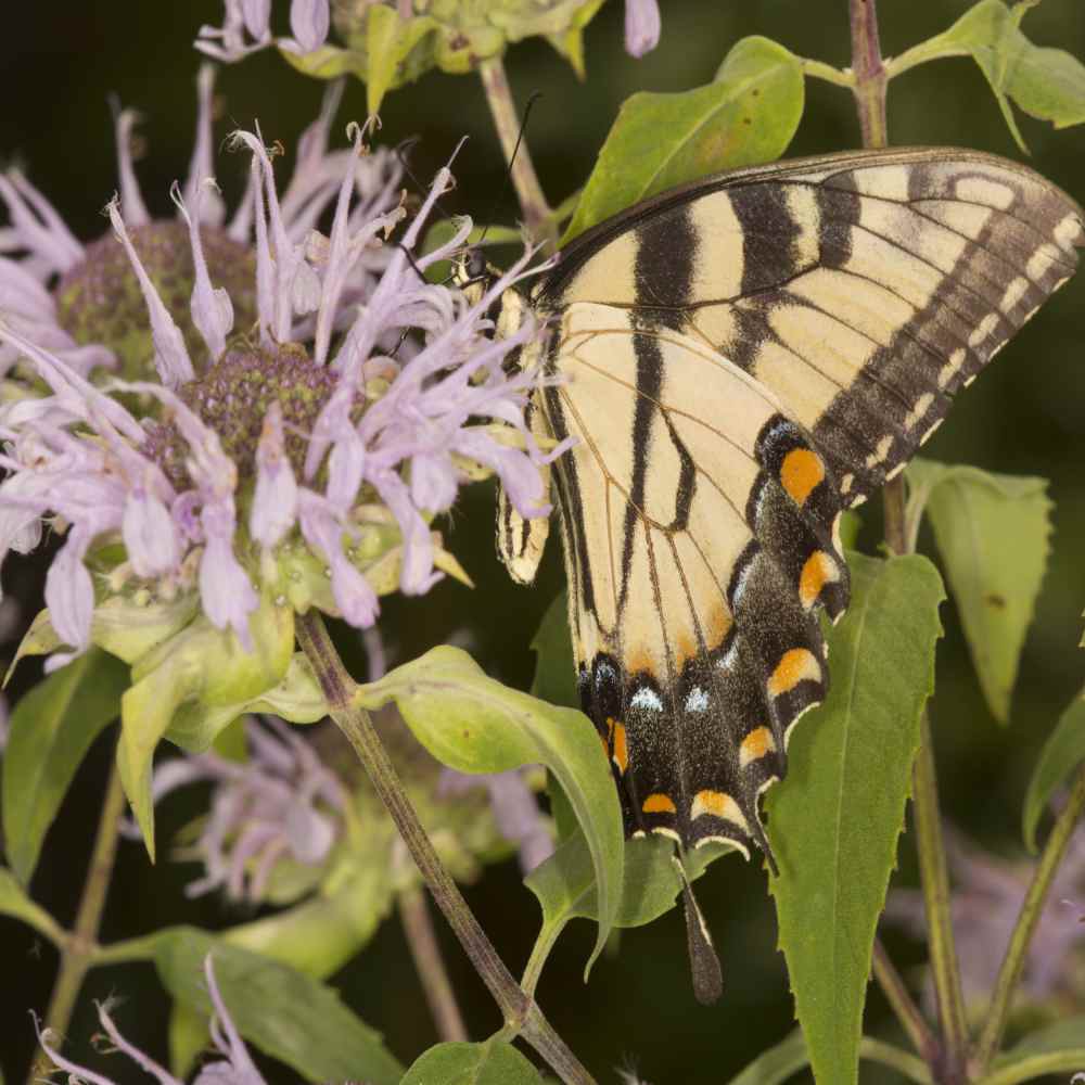 Monarda Fistulosa