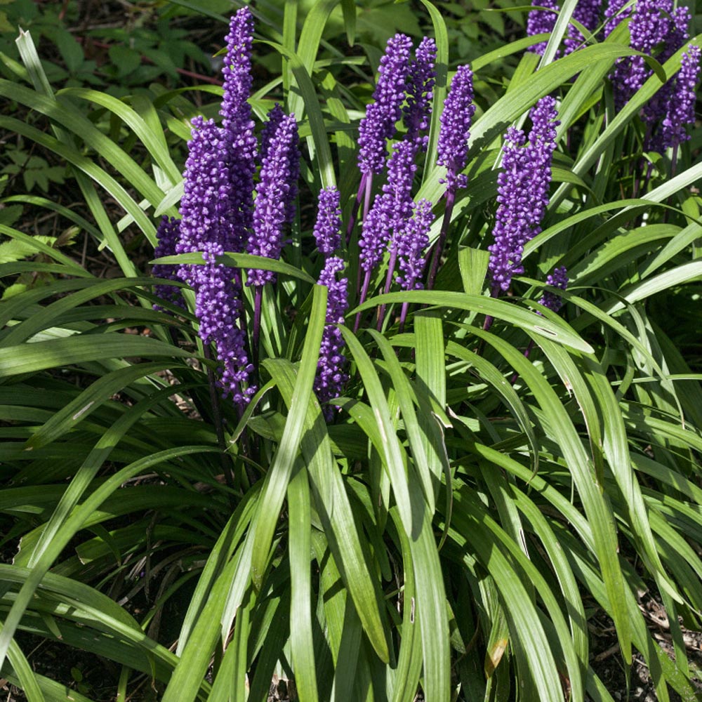 Lily Turf Grass