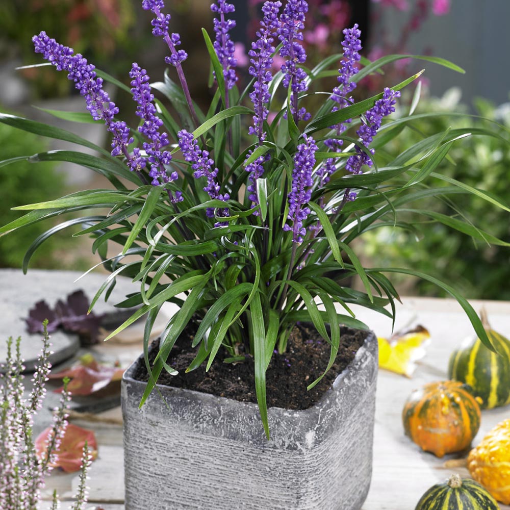 Monkey Grass Plants
