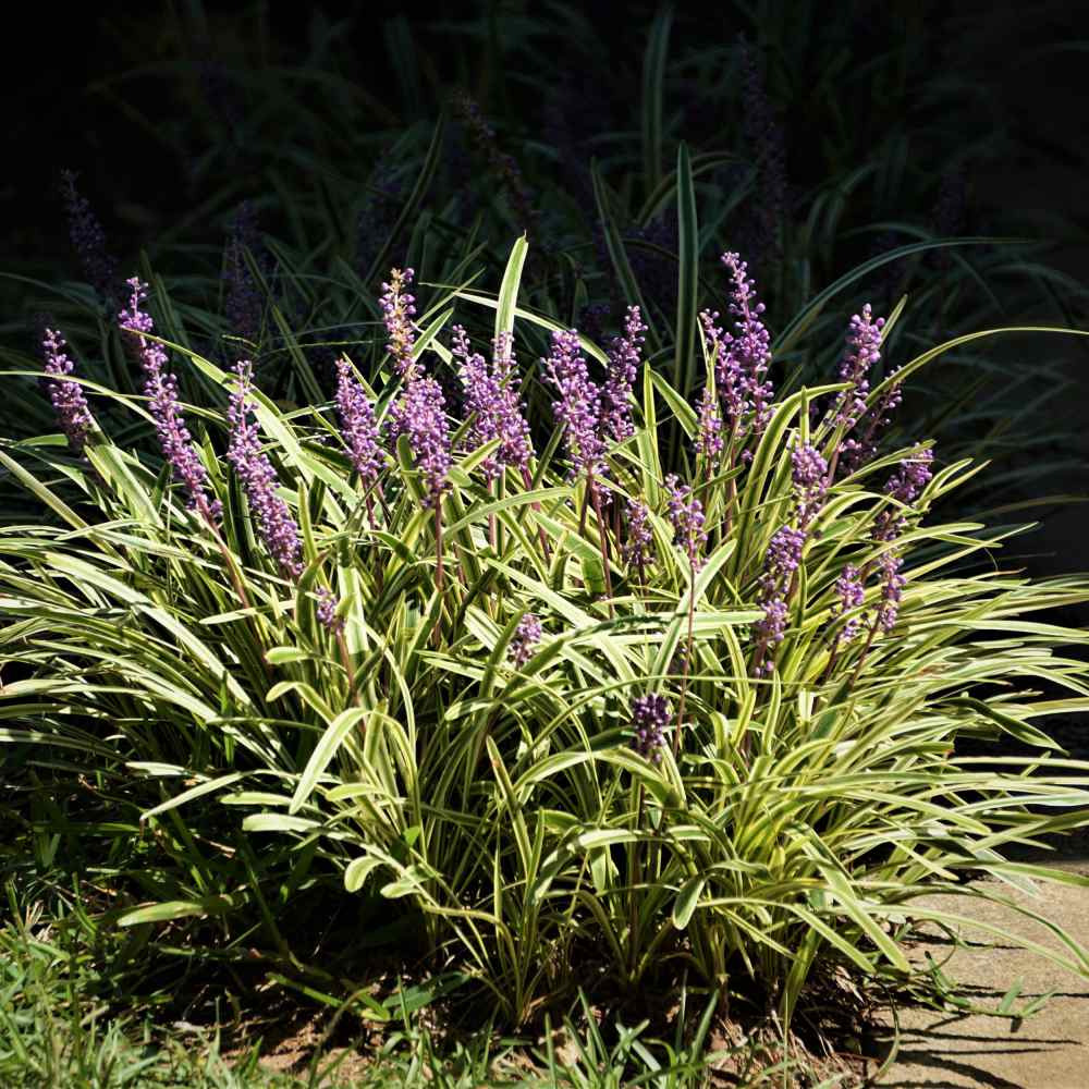 Liriope Grass