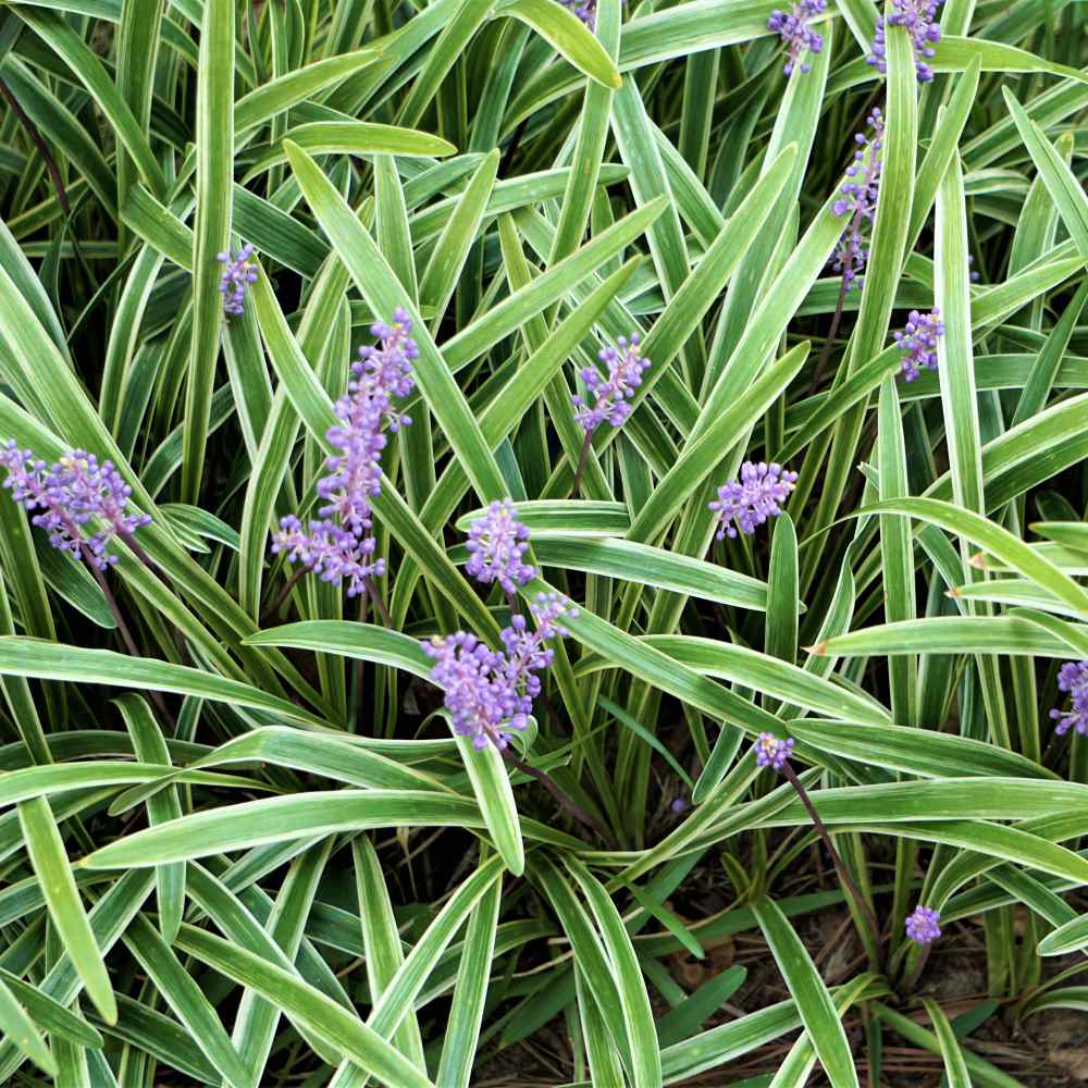Liriope muscari