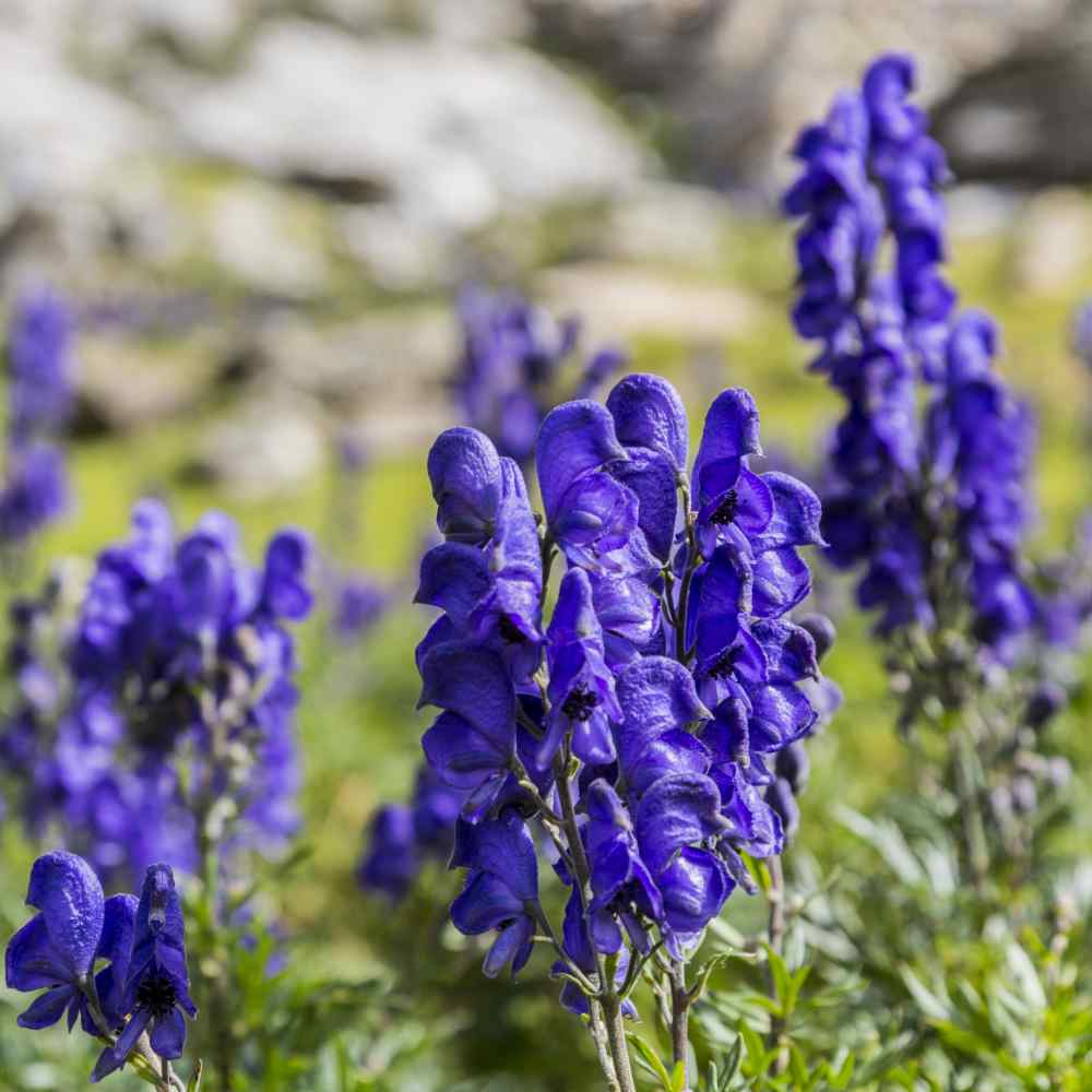 Perennial Monkshood Aconitum Napellus