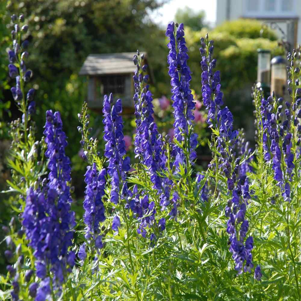 Perennial Aconitum Napellus Flowers