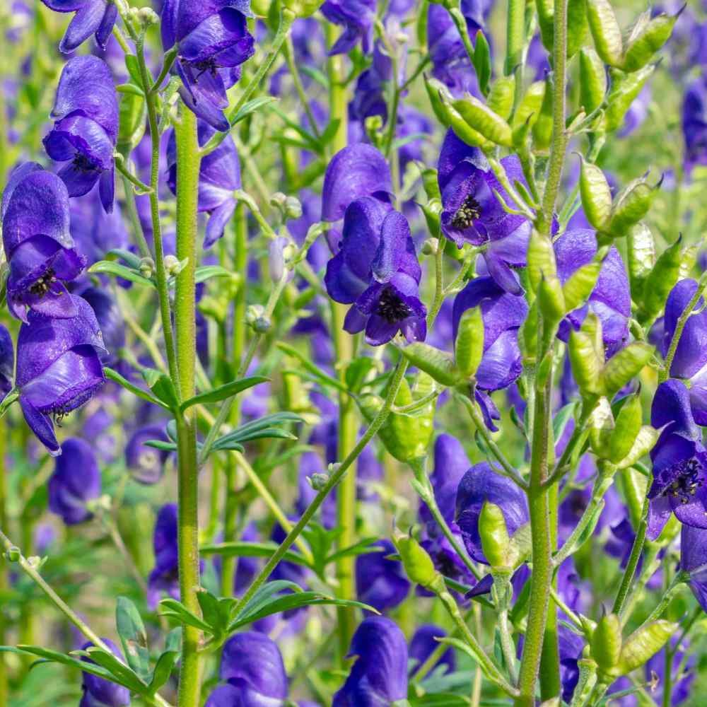 Monkshood Flowers