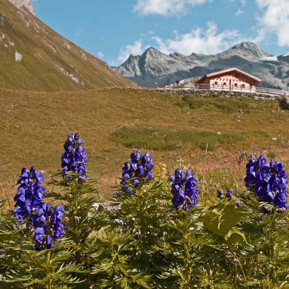 Aconitum Napellus Herb