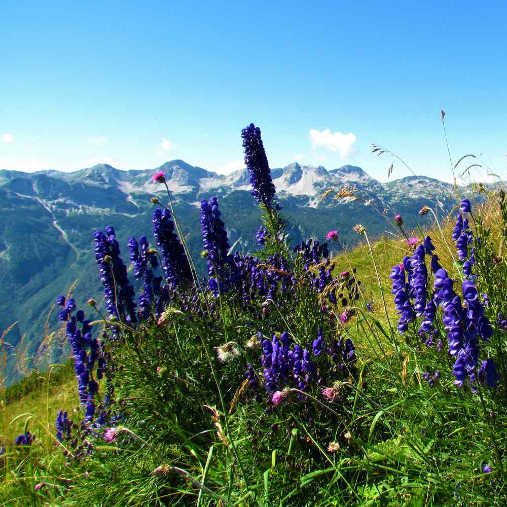 Aconitum Napellus