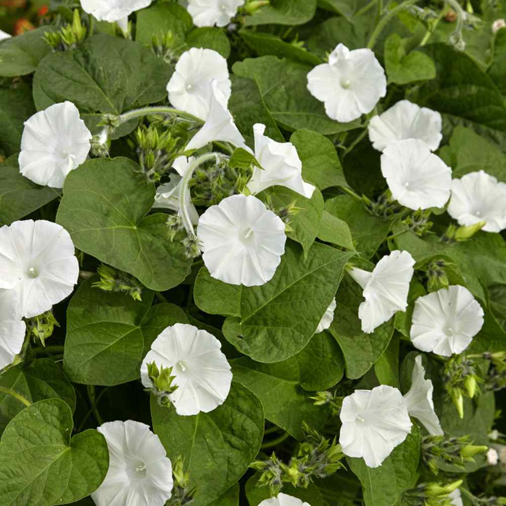 Ipomoea Alba Vines