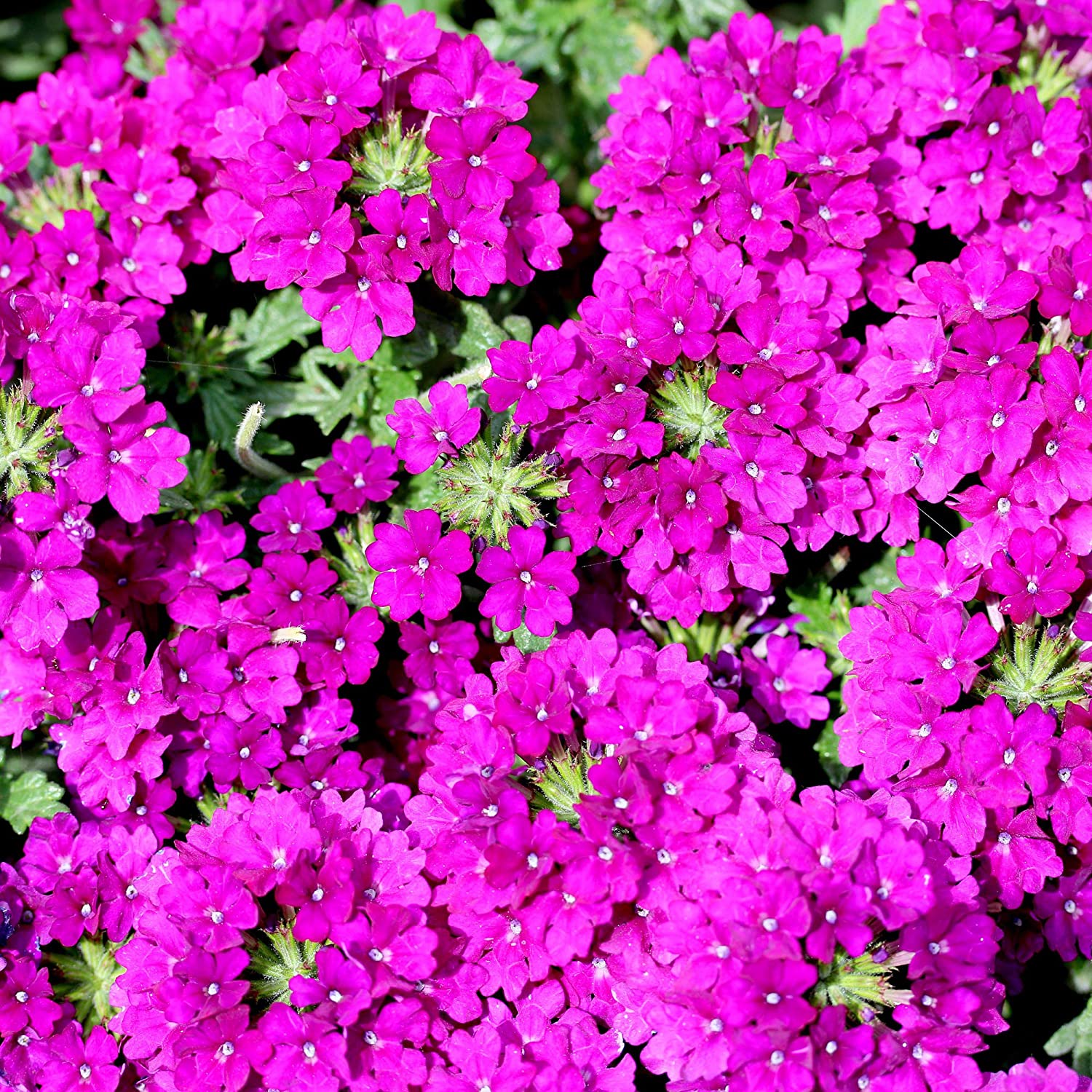Moss Verbena Ground Cover Plants
