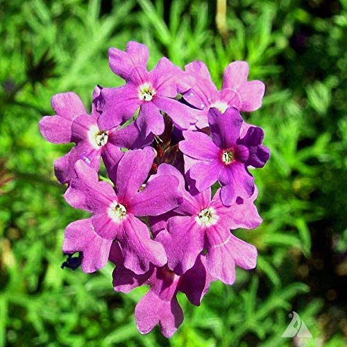 Moss Verbena Ground Cover
