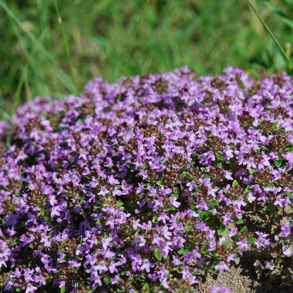 Mother of Thyme