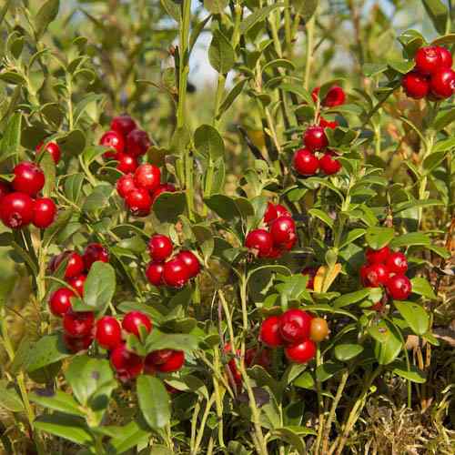 Mountain Cranberry Seeds