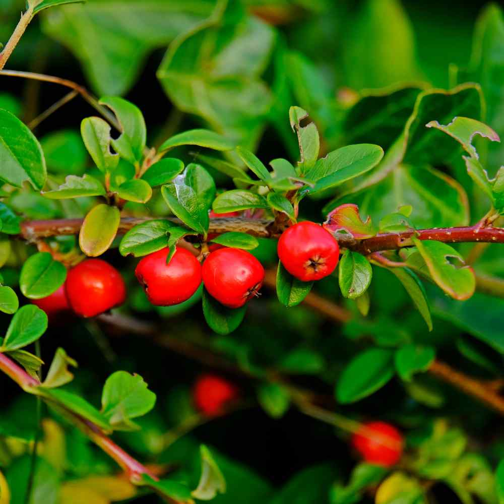 Mountain Cranberry Plants
